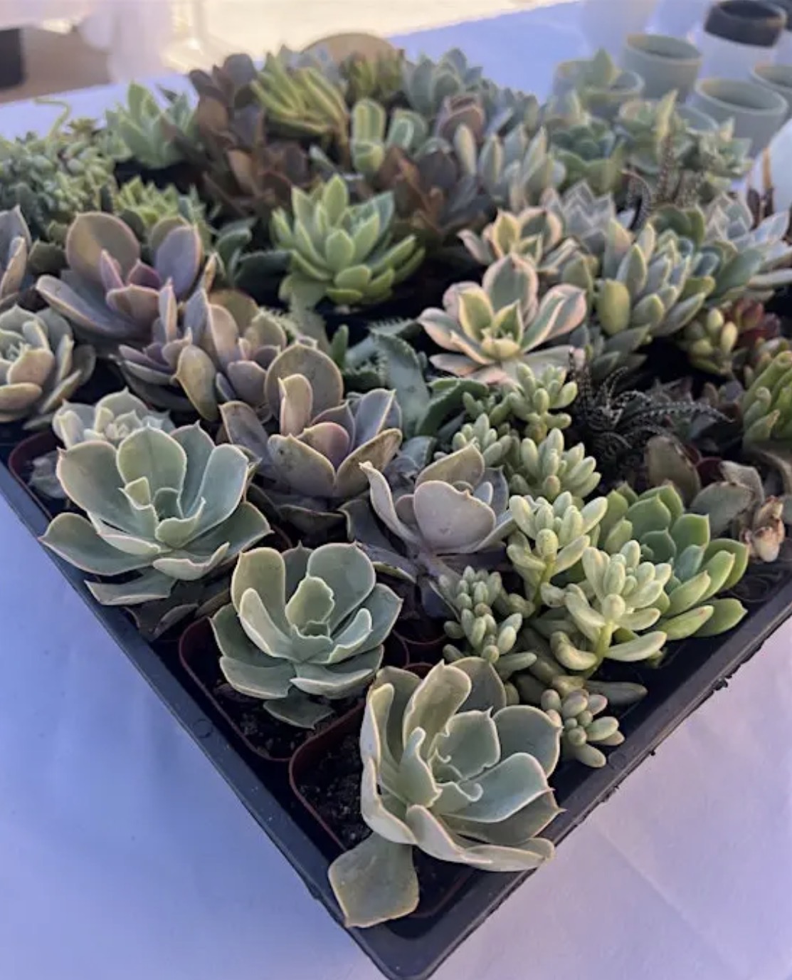 North Park Plant Sale