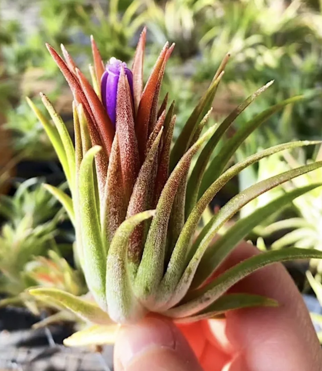 North Park Plant Sale