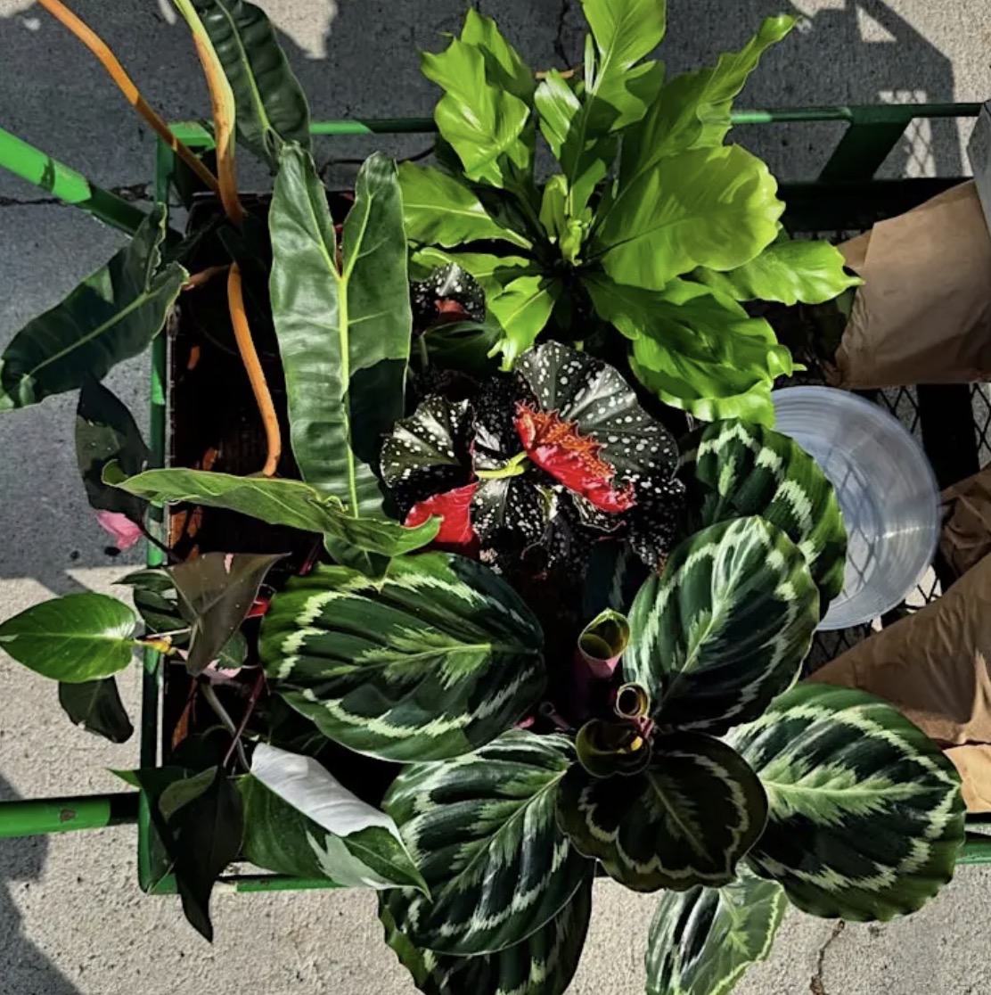 North Park Plant Sale