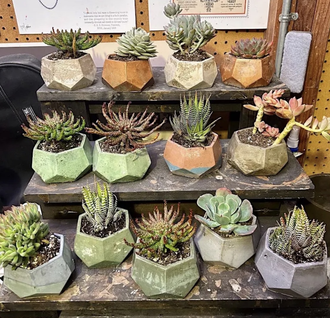 North Park Plant Sale