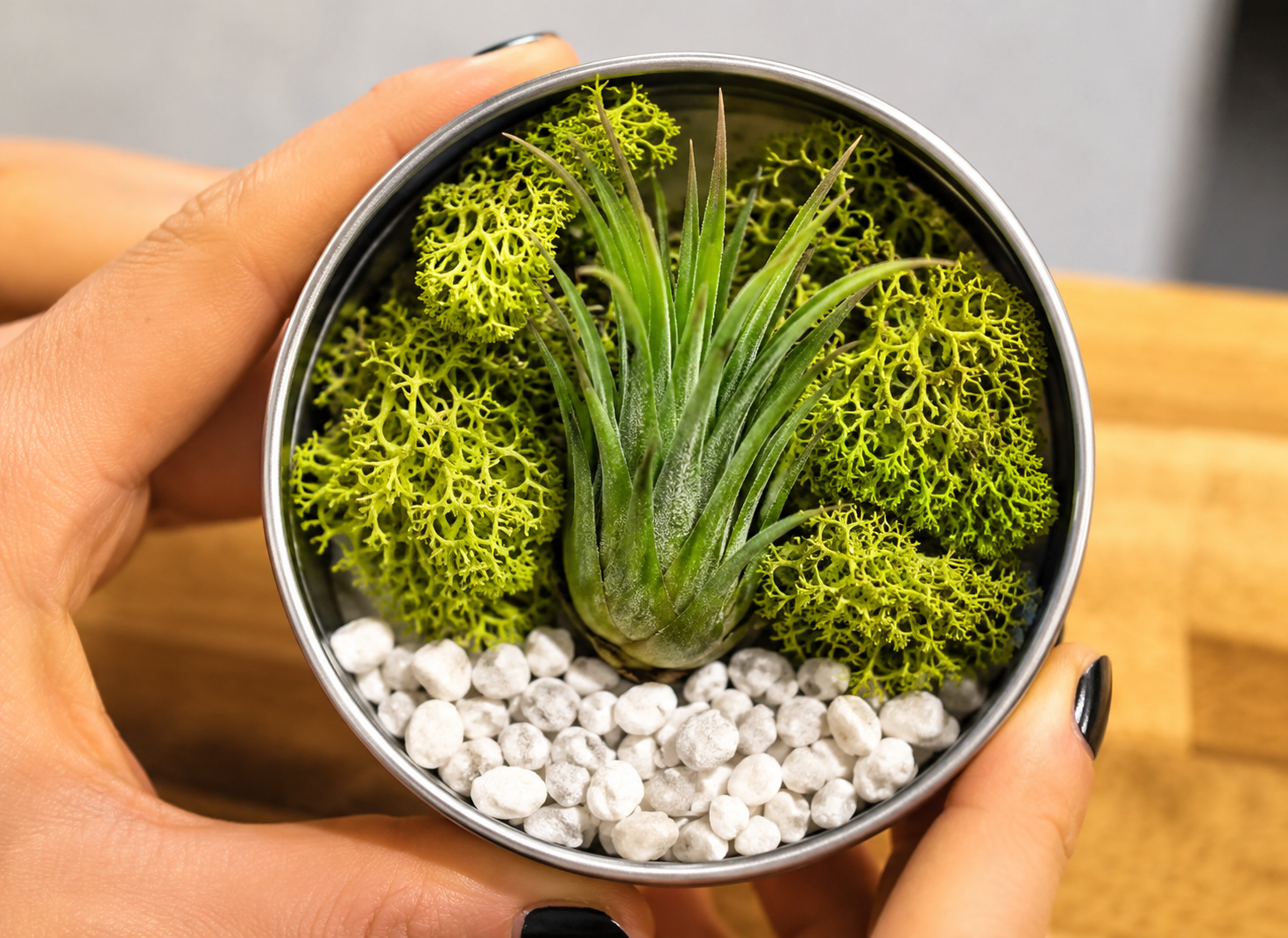 ToshWerks Craft Workshop: Air Plant Magnets event photo