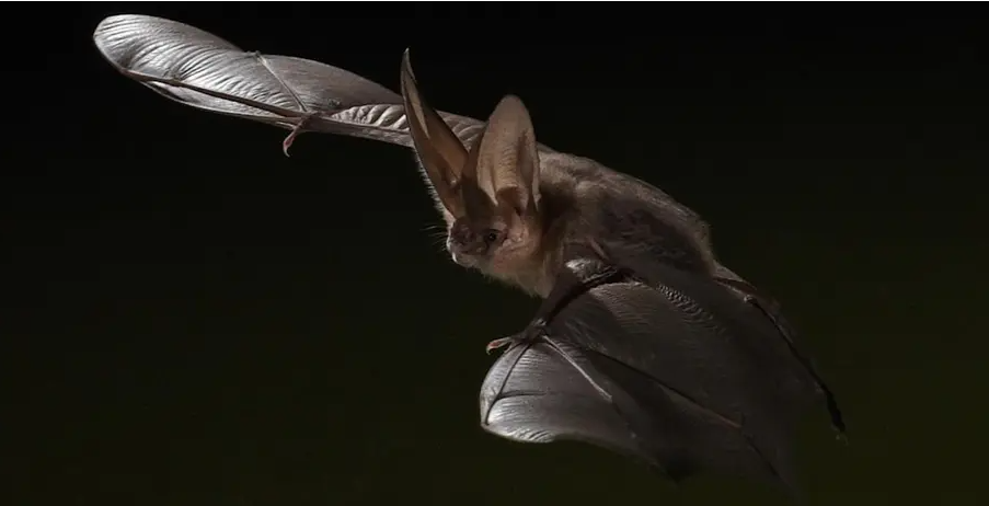 Bat Walk at Mission Trails Regional Park event photo