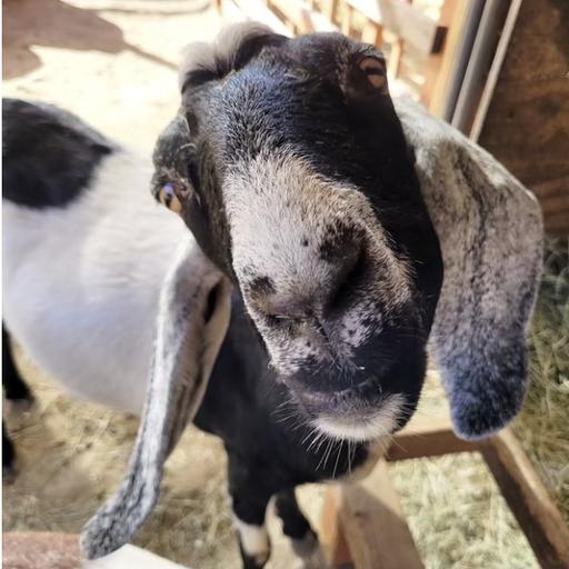 Picnic with the Goats