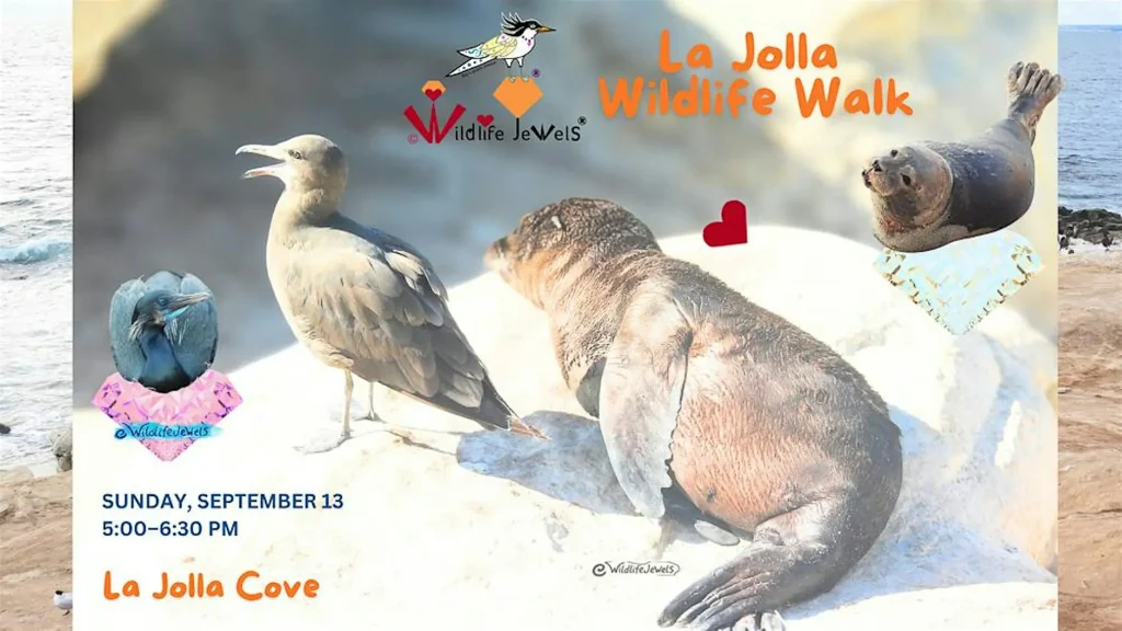 Wildlife Jewels La Jolla Wildlife Walk event photo