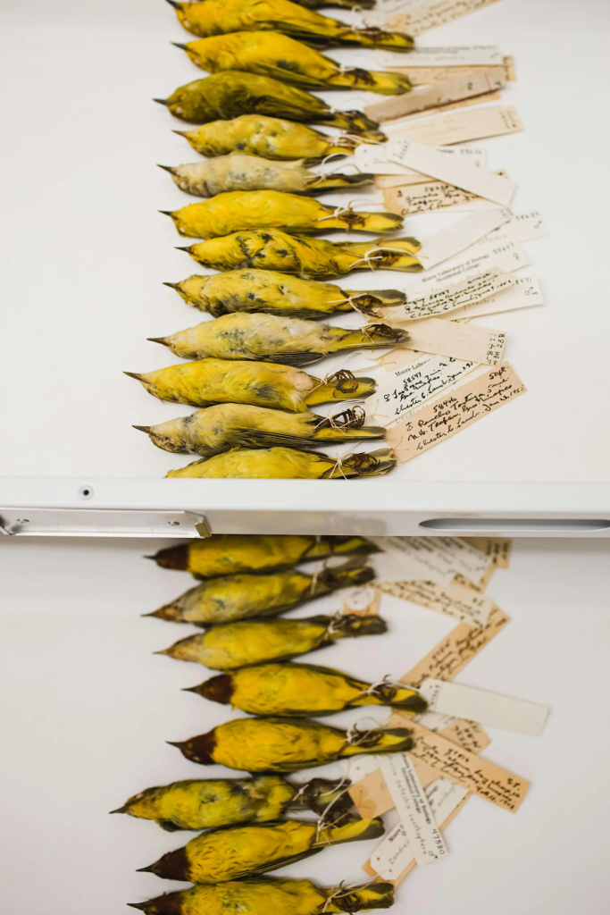 Behind-the-Scenes Tour of Moore Lab of Zoology event photo