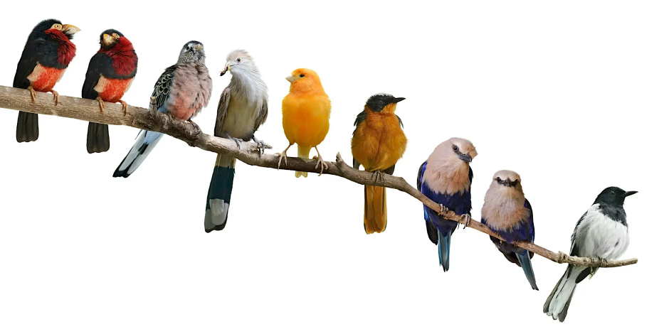 Public Art Workshop: Bird Collisions in the Anthropocene event photo